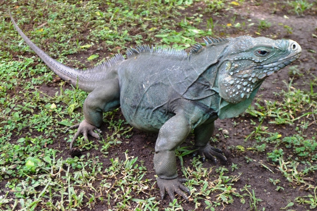 Iguana Azul [2000]